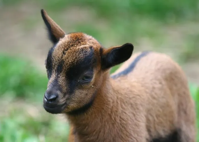 Hotel Zamek Berchtold 3*